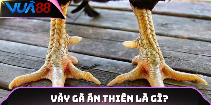 Vảy gà án thiên là gì?